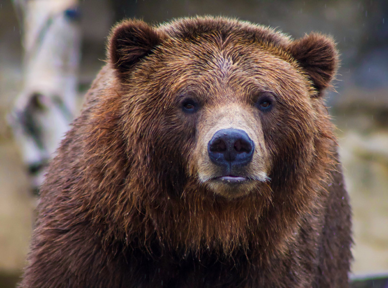 Preparing for bear hunting in the wilderness