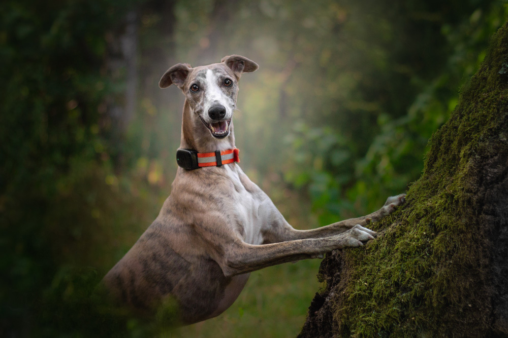 Dog in the forest wearing MiniFinder Atto Pro for added safety