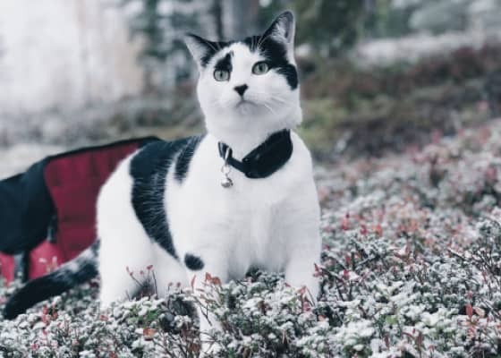 Cat outdoors in cold weather with visible frost and winter surroundings