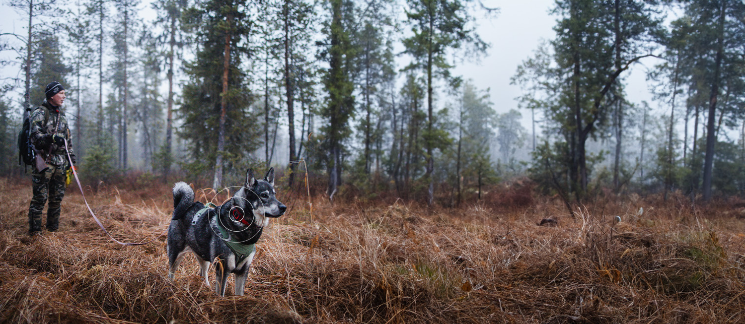 Rex is designed for all hunting dogs