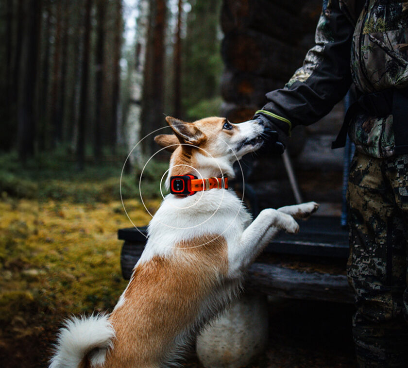 MiniFinder’s best hunting dog tracker makes collaboration between handler and dog easier in demanding situations. With advanced features such as real-time positioning, location history, and bark detection, users can effortlessly monitor their dog’s movements and ensure safety – whether it’s for hunting, rescue missions, or security work.