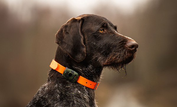 Hunting dog equipped with a MiniFinder GPS tracker during a hunt.