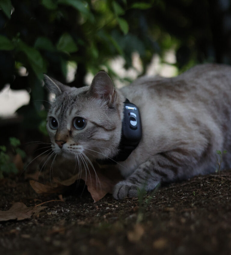 Cat in the wild wearing MiniFinder Atto Pro GPS tracker