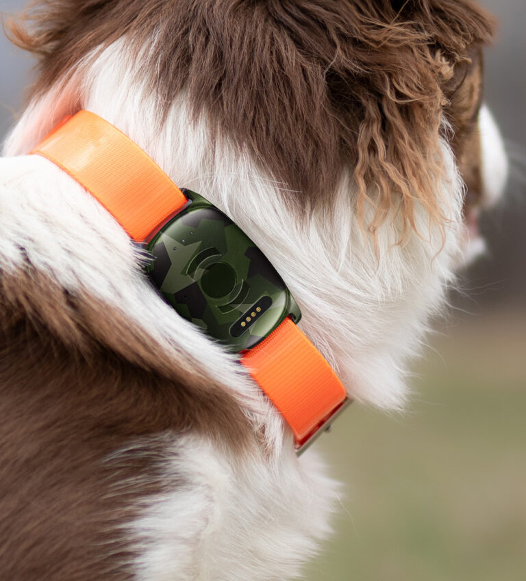 Hunting dog wearing MiniFinder Vexo GPS tracker on collar during outdoor hunt