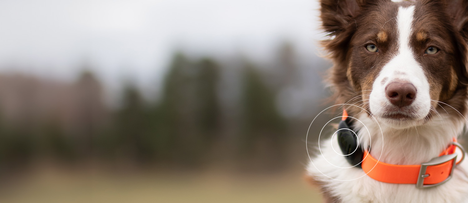 Hunting dog wearing MiniFinder Vexo M90 Edition GPS tracker in forest environment