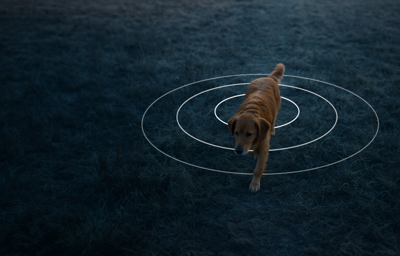 Dog wearing MiniFinder Atto Pro GPS tracker showing real-time positioning