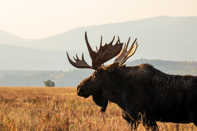 Hunter and dog tracking moose in the forest for a successful hunt