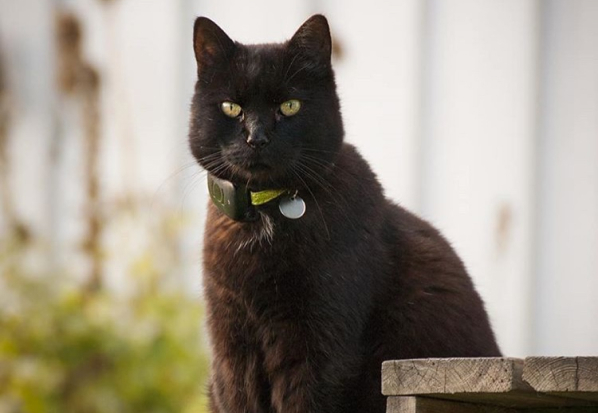 A cat wearing the Atto GPS tracker on its collar.