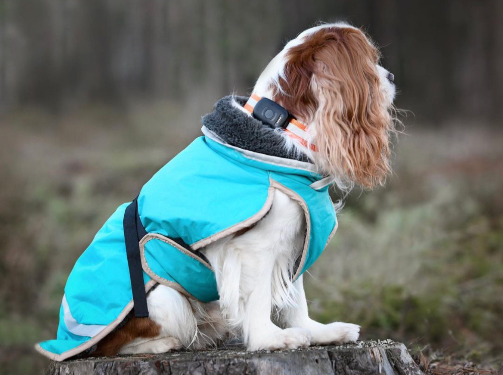 Dog wearing a GPS device that provides the handler with clear overview and safety in the forest.