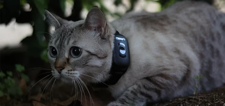 Cat wearing a GPS collar outdoors for reliable tracking