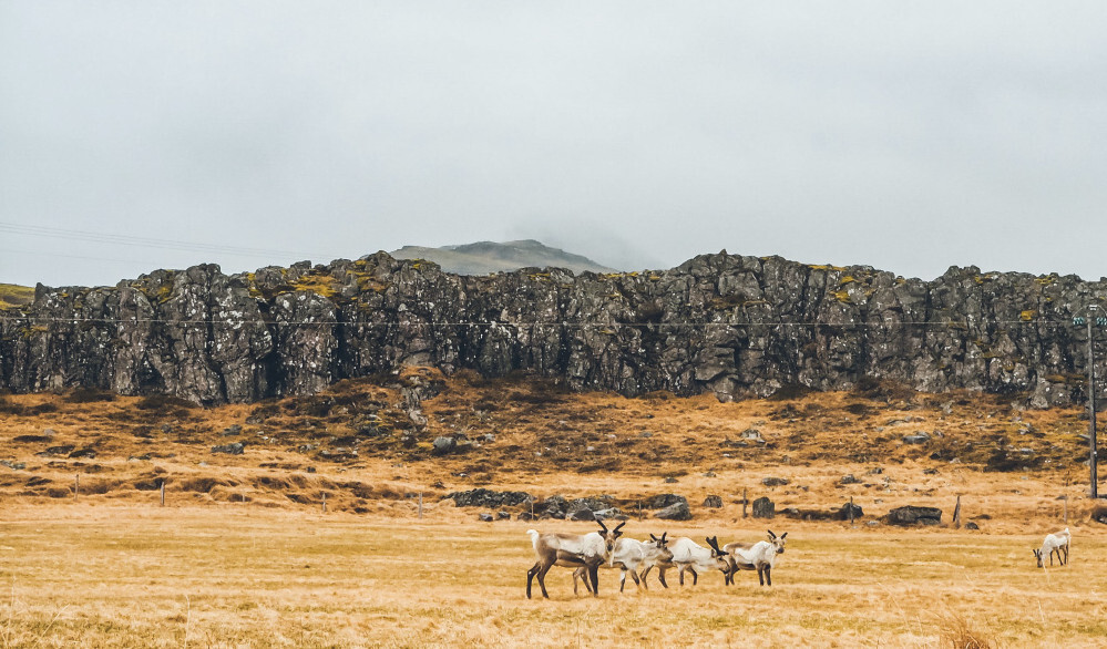Reindeer benefiting from improved herd management using GPS technology