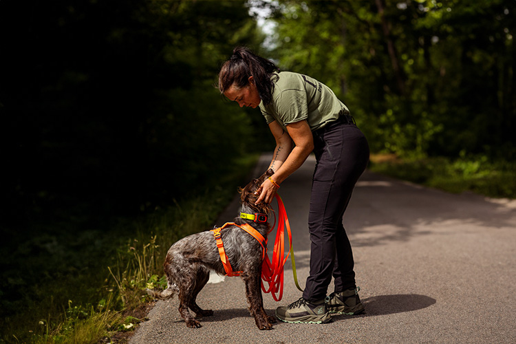Dog on a leash under strict supervision in nature according to current dog regulations