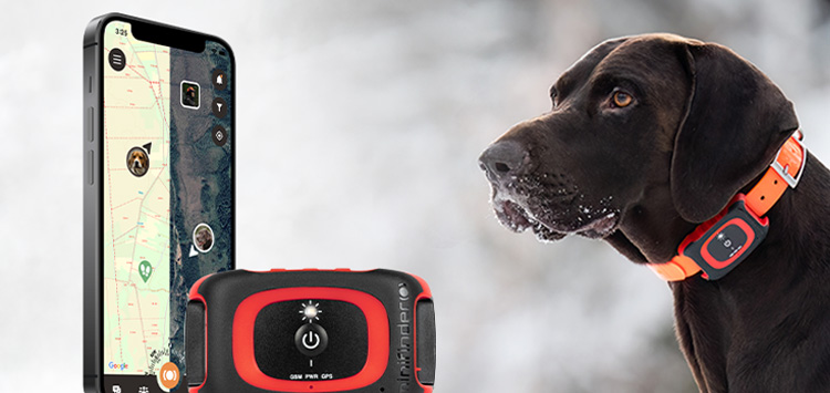 A hunting dog wearing a GPS dog tracker connected to an app during a hunt