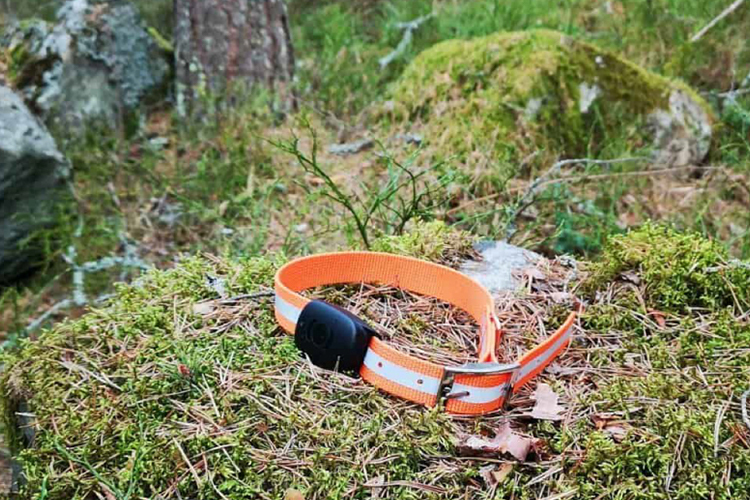MiniFinder Atto Pro on orange dog collar. Laying in the moss.