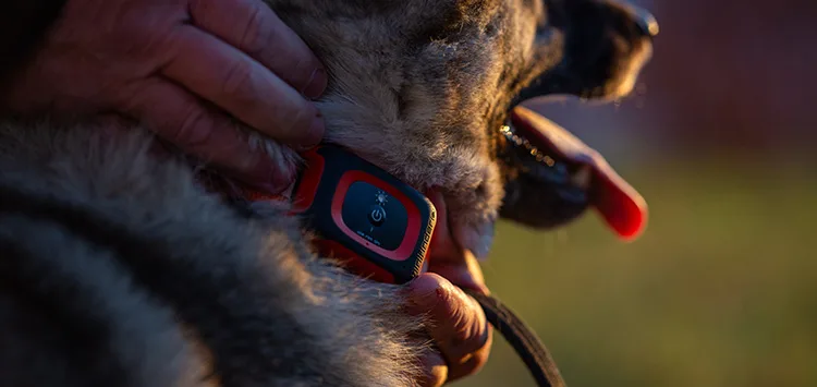 A hunting dog testing the Hunter trackers Atto Pro and Rex