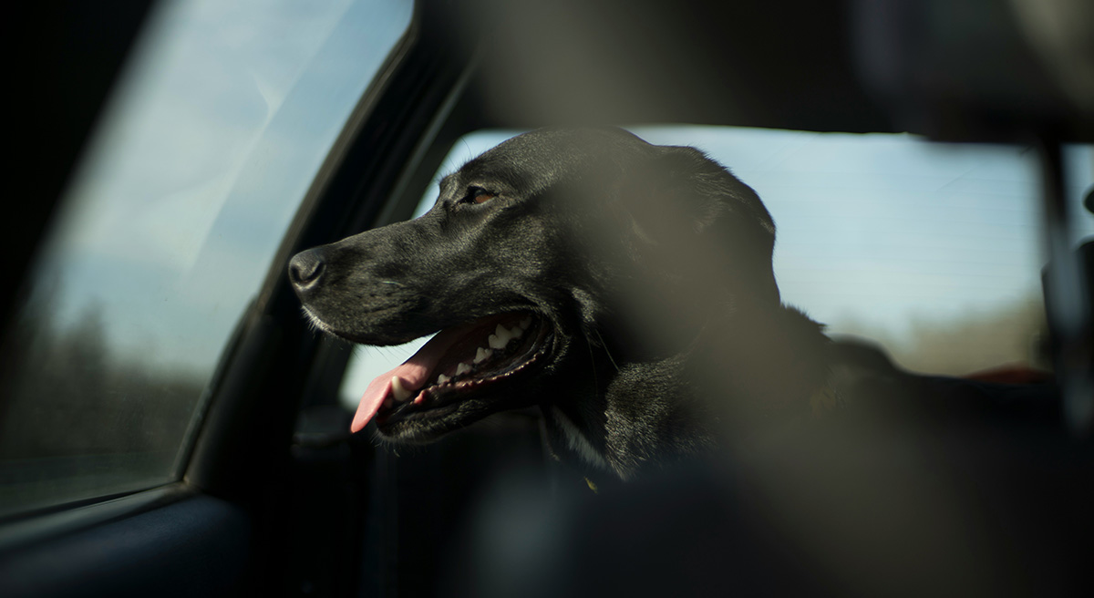 A black dog sits in a car, looking out the window with its tongue out.