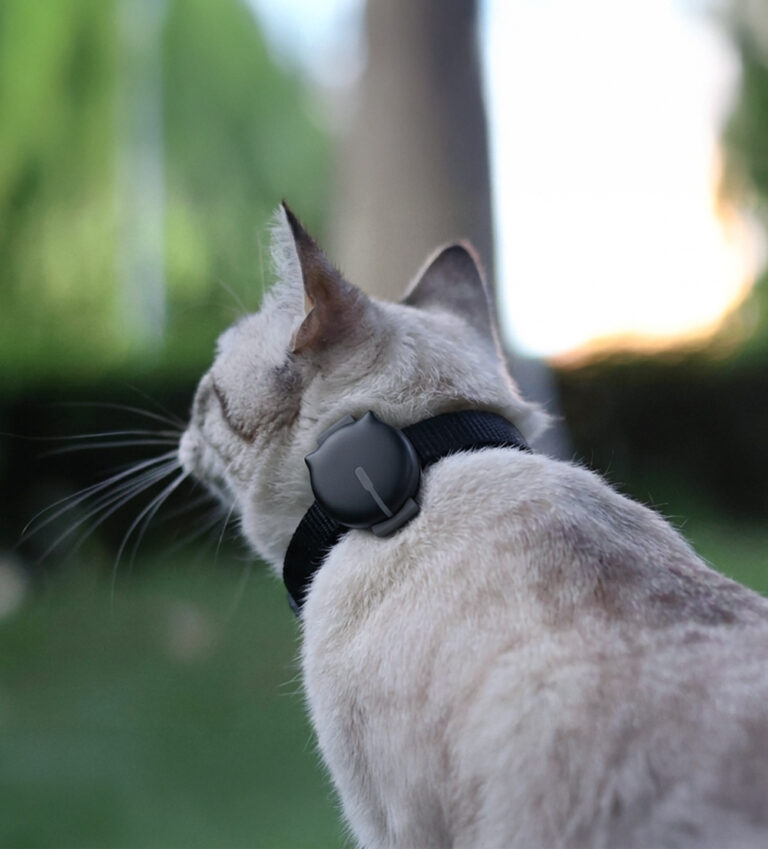 Cat in the wild wearing MiniFinder Gato GPS tracker
