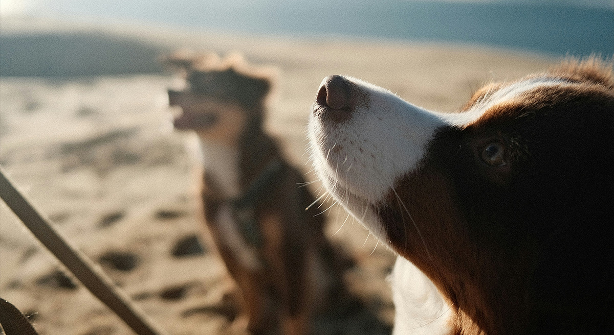 Two dogs sitting on a beach in the sun.