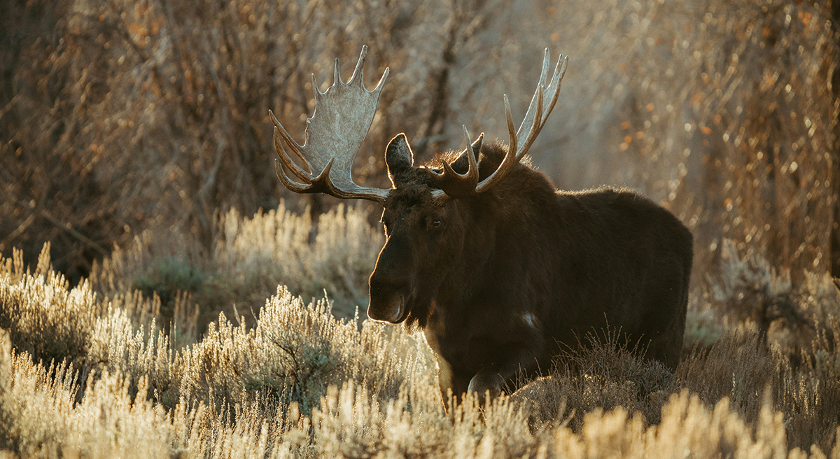 Moose with broad, palmate antlers standing in golden light in an open forest landscape.