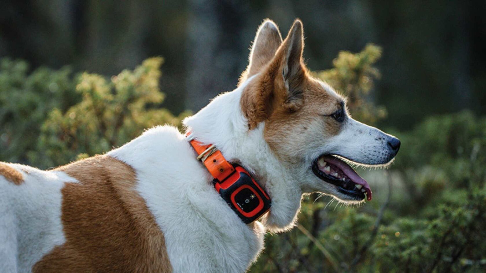 A hunting dog testing the Hunter trackers Atto Pro and Rex