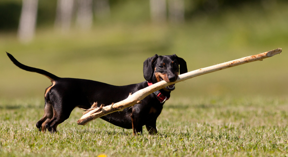 Dachshund wearing a GPS tracker during hunting in the forest