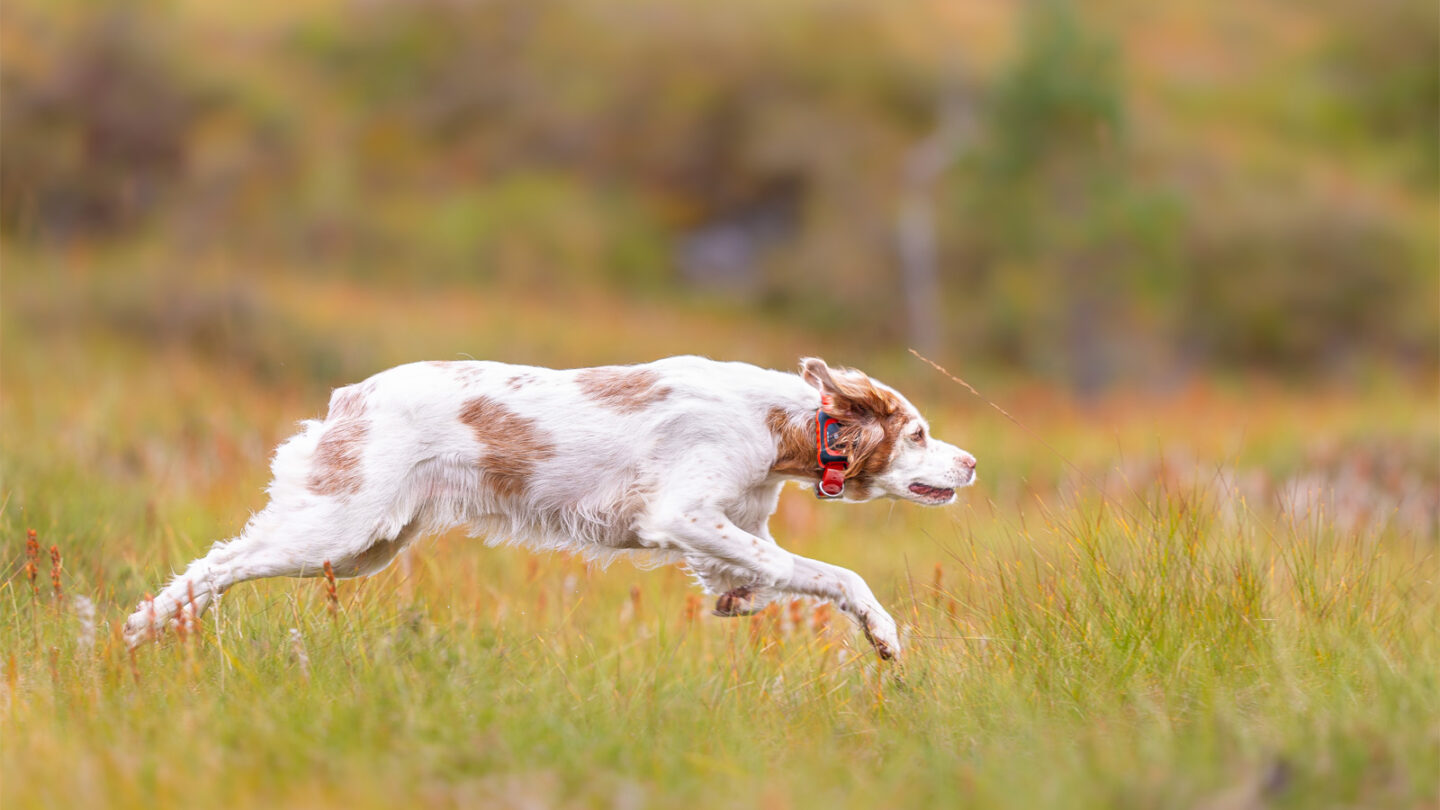 Jakthund under träning i skogen med MiniFinder Rex hundpejl