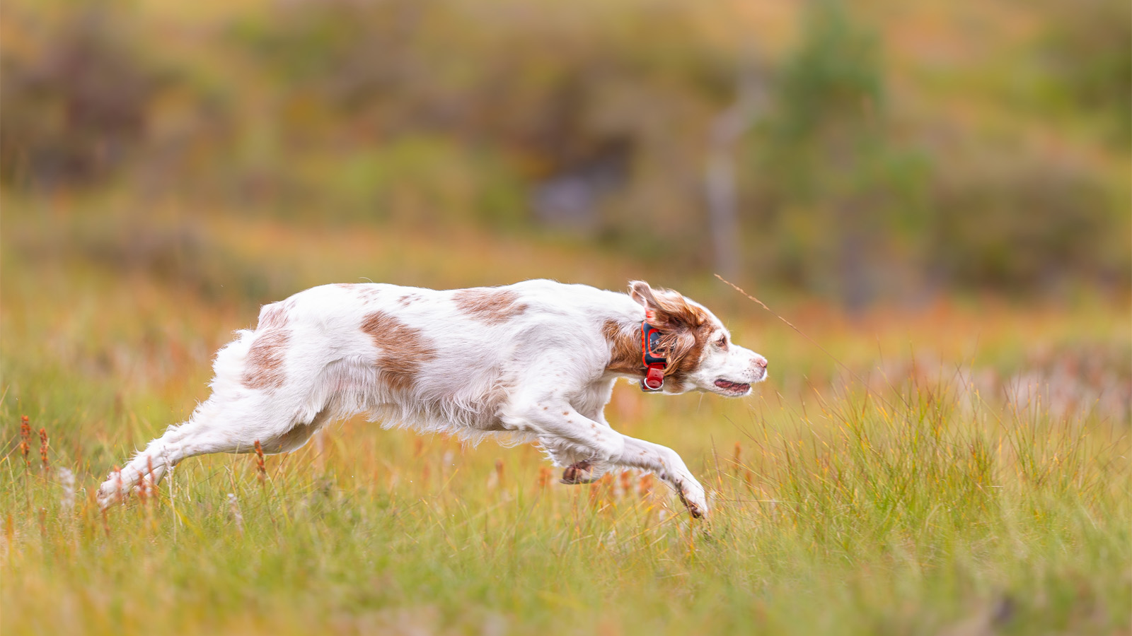 Jakthund under träning i skogen med MiniFinder Rex hundpejl