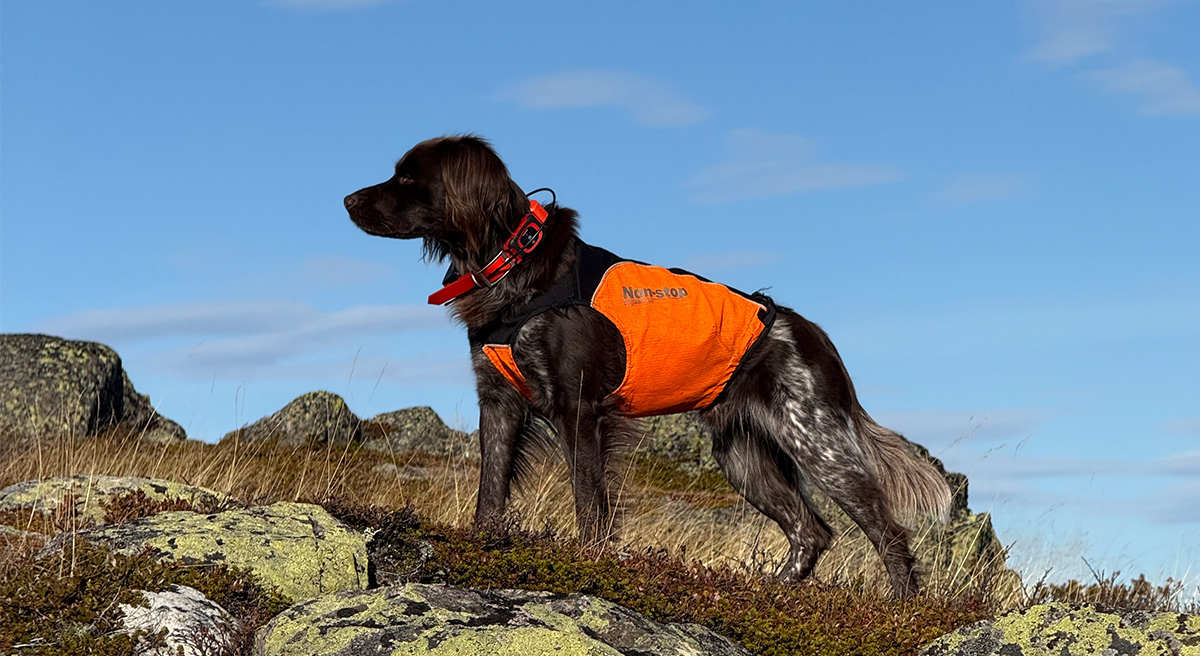 MiniFinder Rex GPS Tracker Hunting Dog