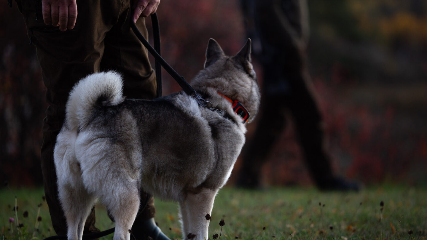 GPS tracker for hunting dogs