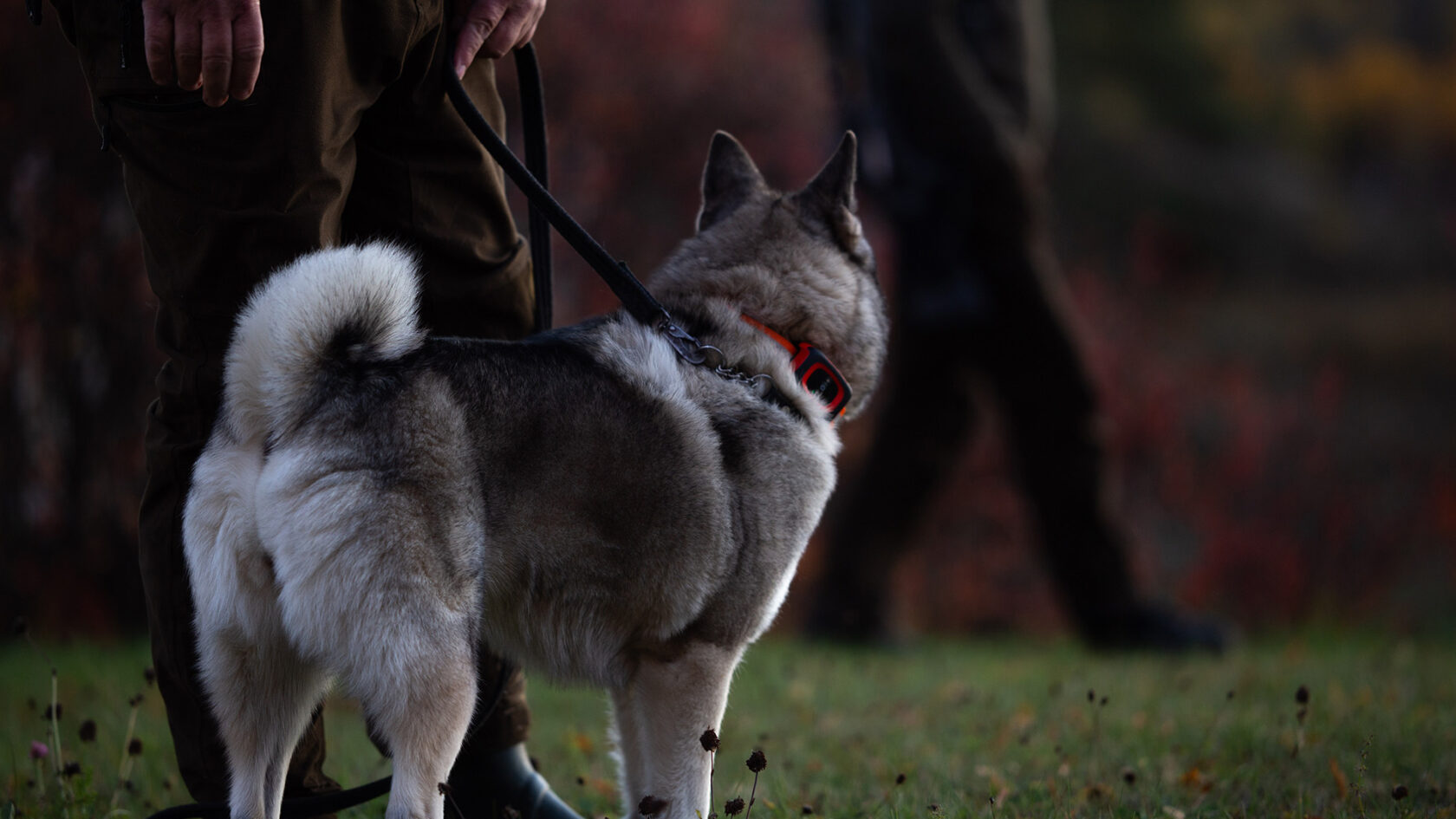 GPS tracker for hunting dogs